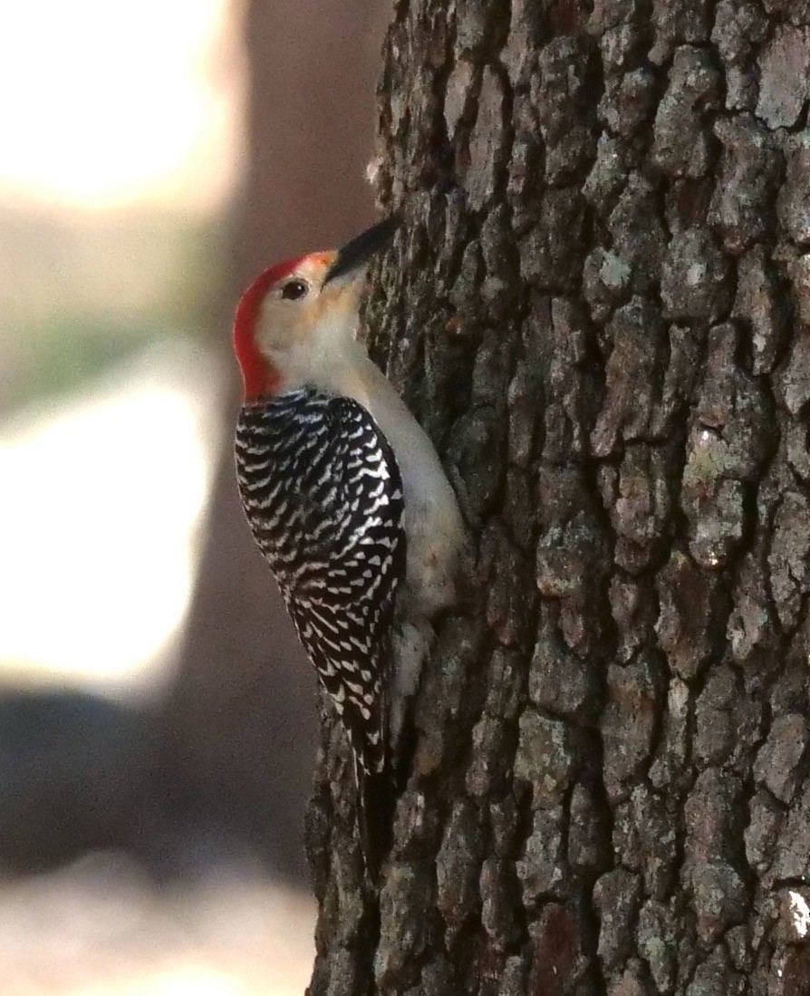 Red-bellied Woodpecker - Lee & Mary Ann Evans