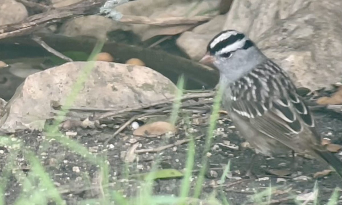 White-crowned Sparrow - ML617929201
