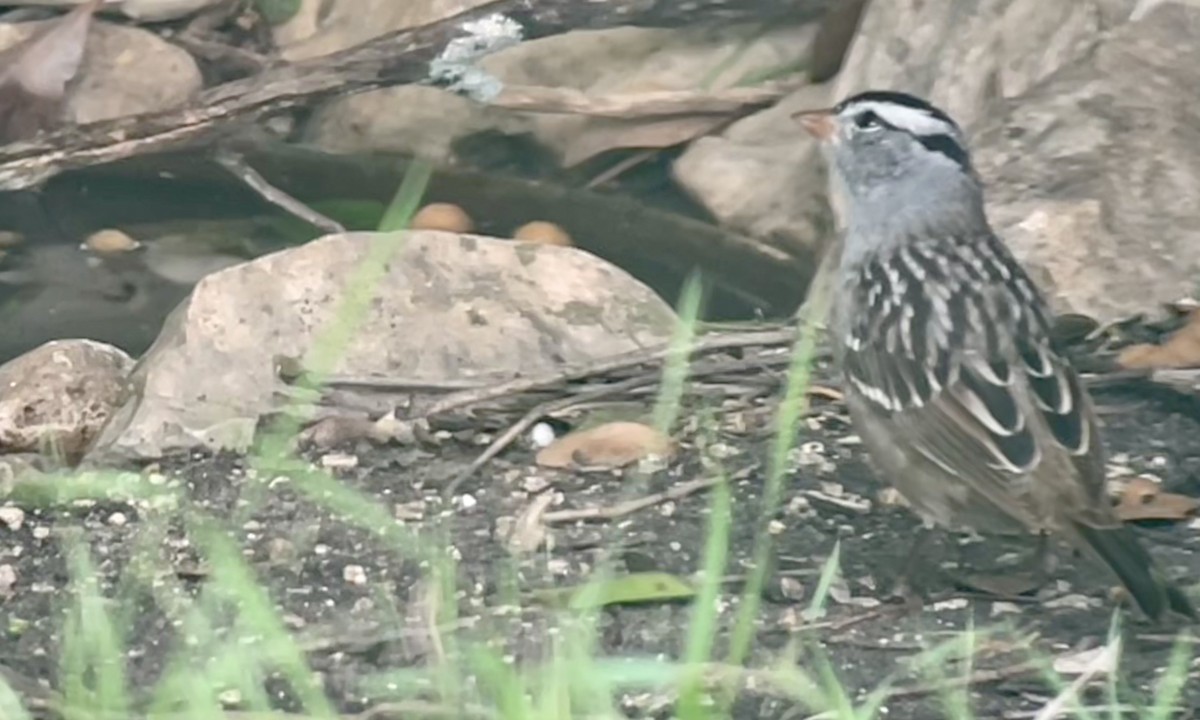 White-crowned Sparrow - ML617929202