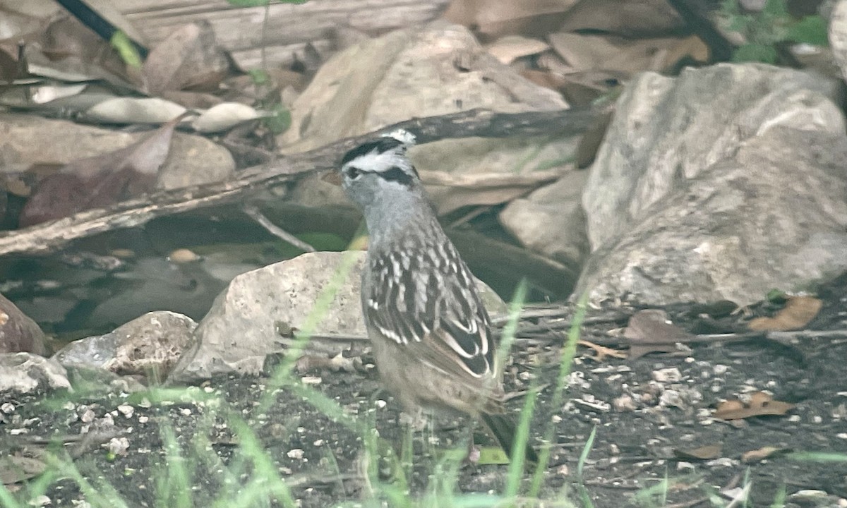 White-crowned Sparrow - ML617929204