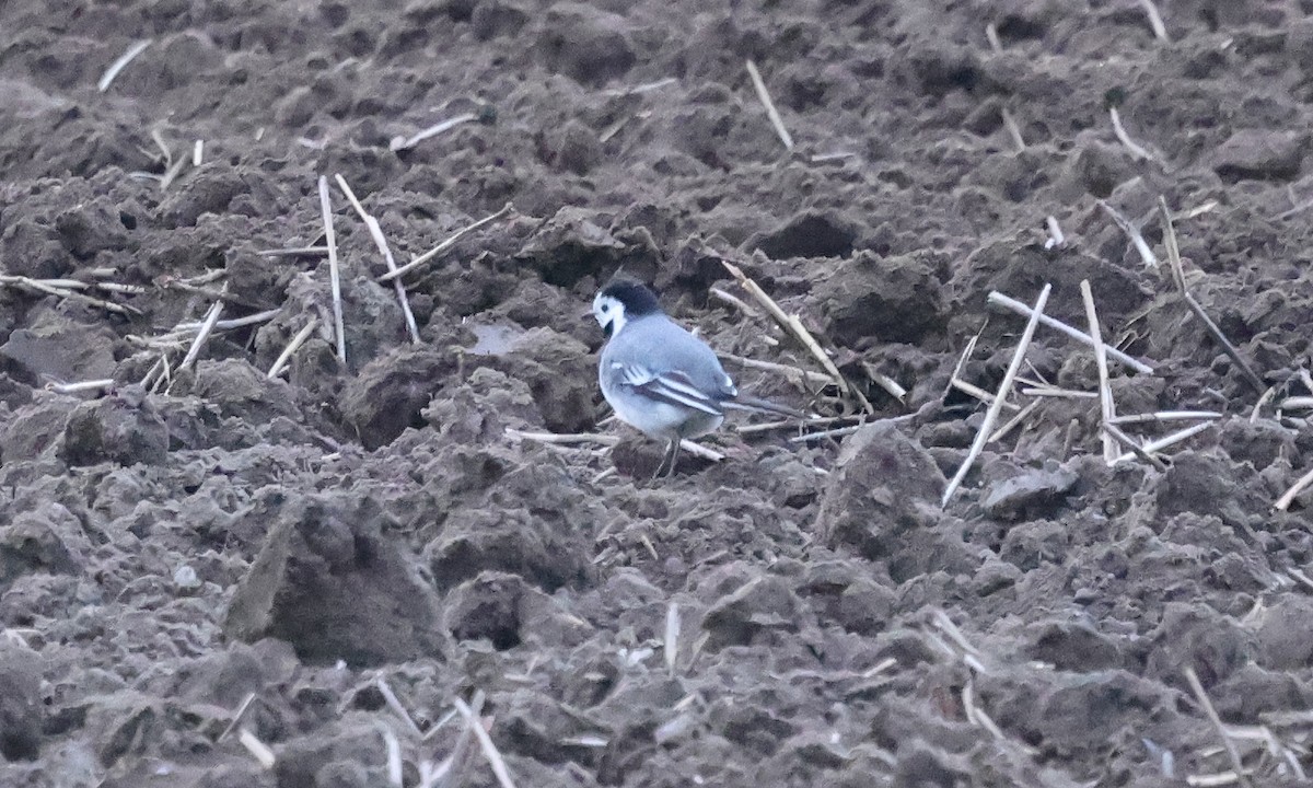 White Wagtail (White-faced) - ML617929244