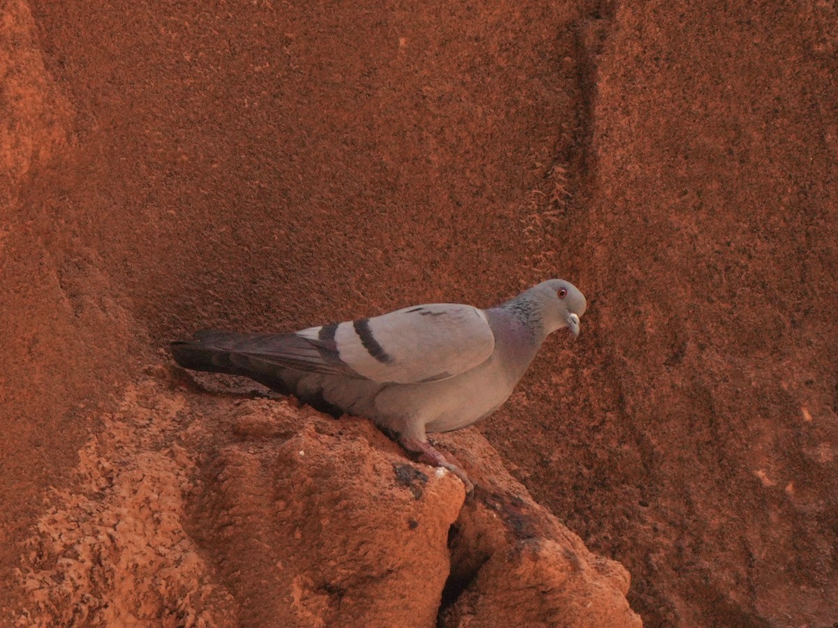 Rock Pigeon (Wild type) - ML617929274
