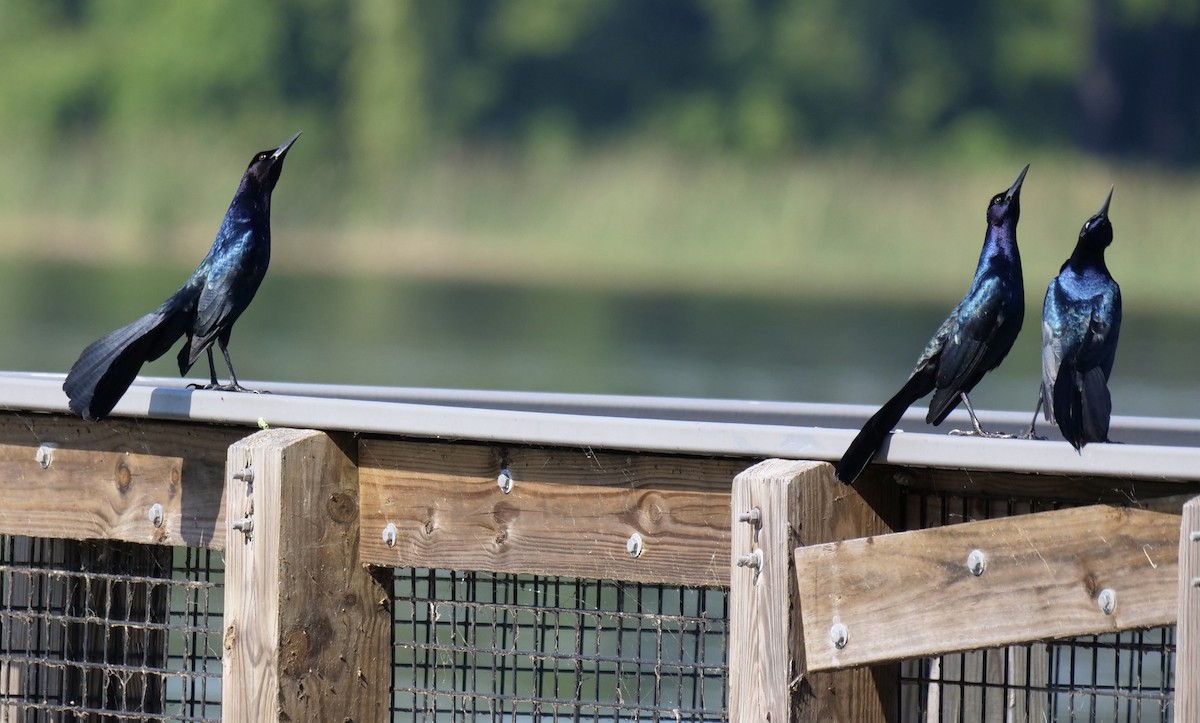 Boat-tailed Grackle - ML617929276