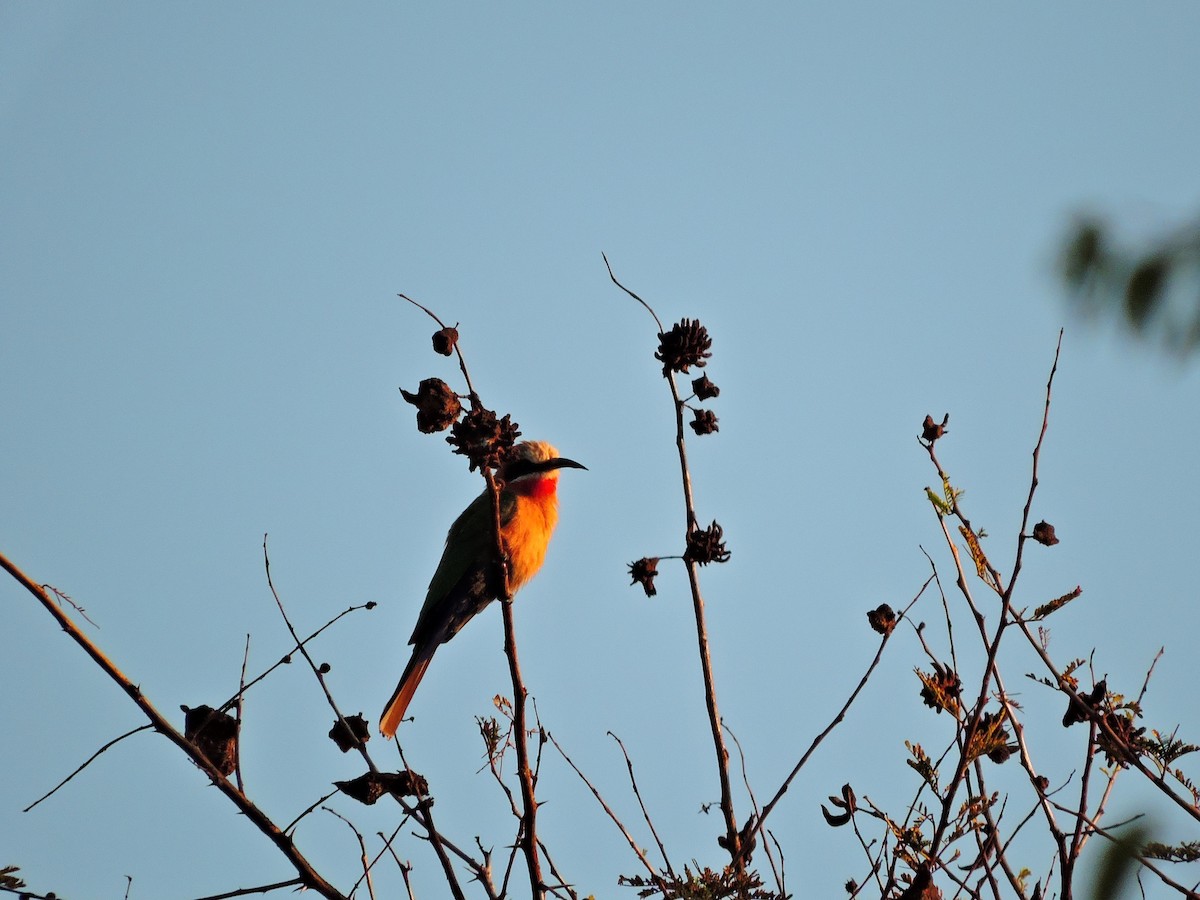 White-fronted Bee-eater - ML617929334