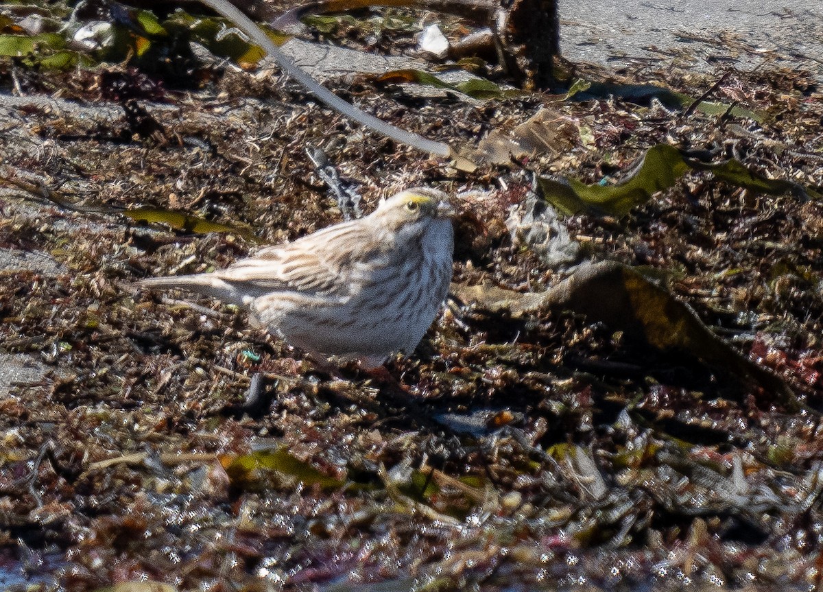 Savannah Sparrow (Ipswich) - ML617929364
