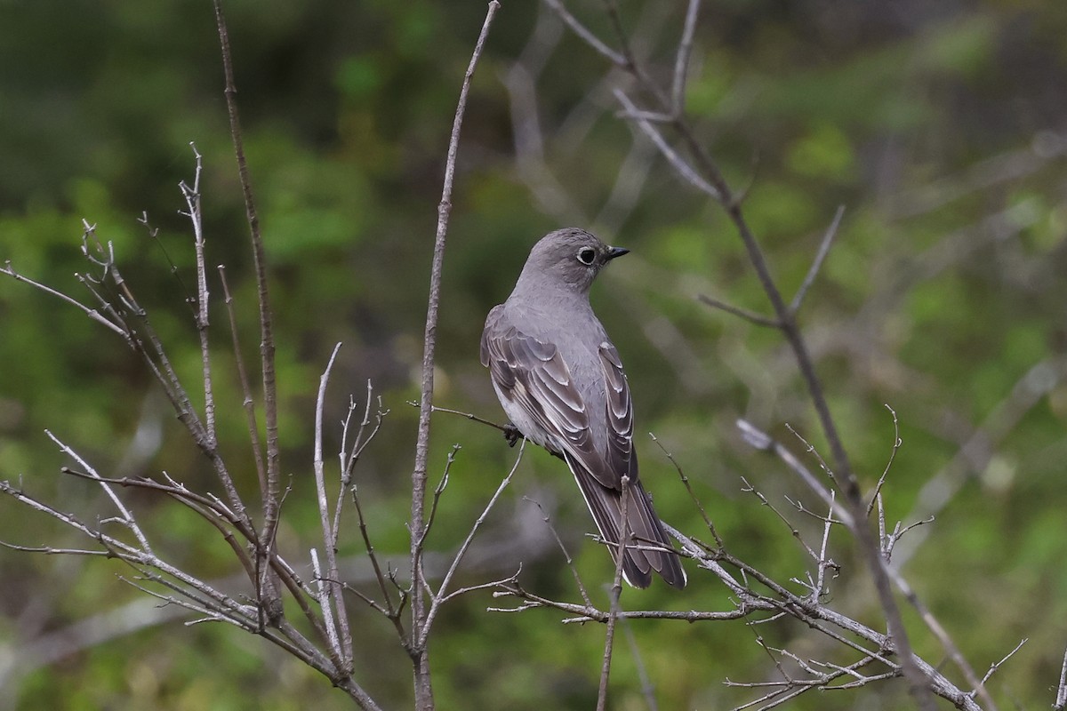 Townsend's Solitaire - ML617929371