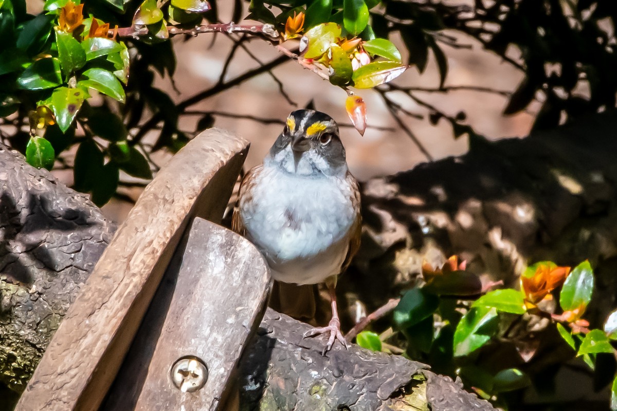 White-throated Sparrow - Brandon Lloyd