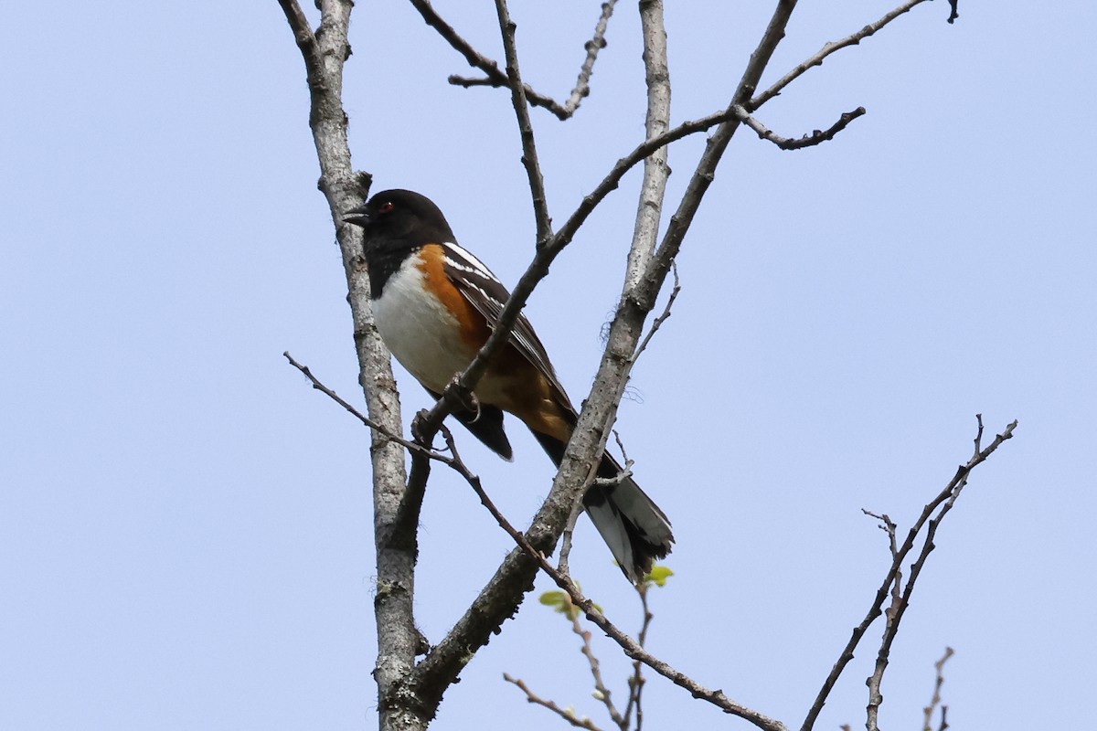 Spotted Towhee - ML617929393
