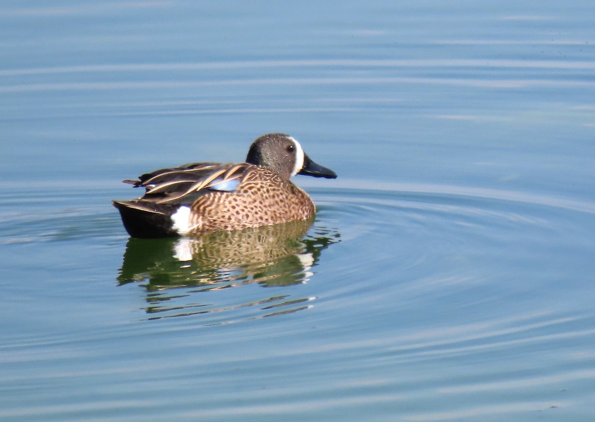 Blue-winged Teal - ML617929422