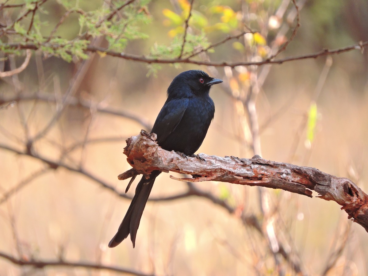 Fork-tailed Drongo - ML617929430