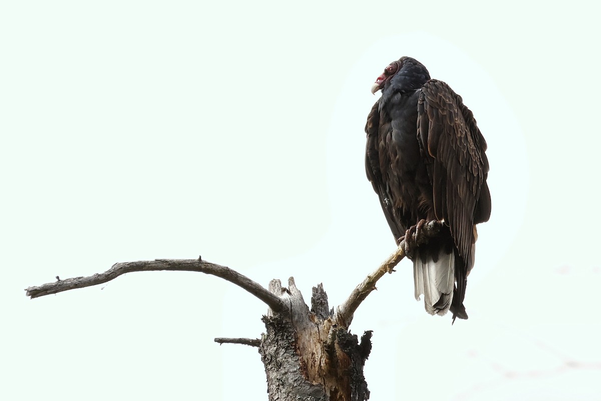 Turkey Vulture - ML617929501
