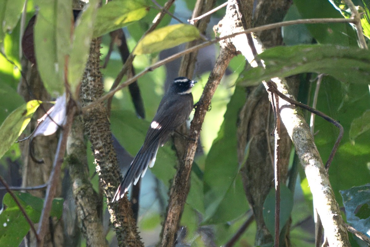 White-throated Fantail - ML617929574