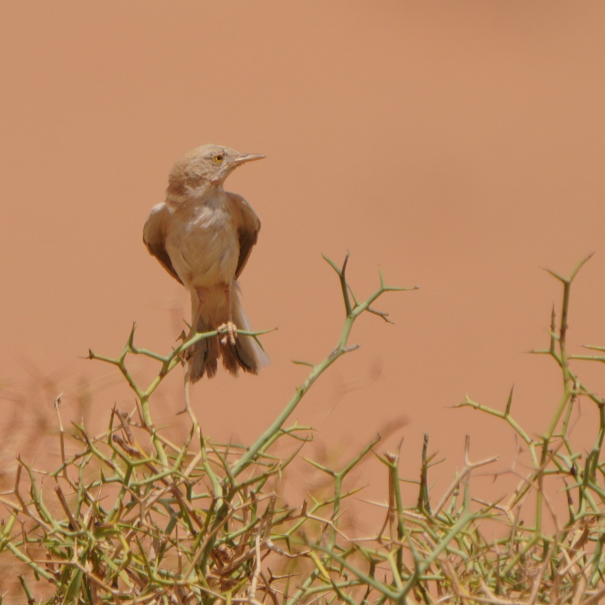 African Desert Warbler - ML617929586
