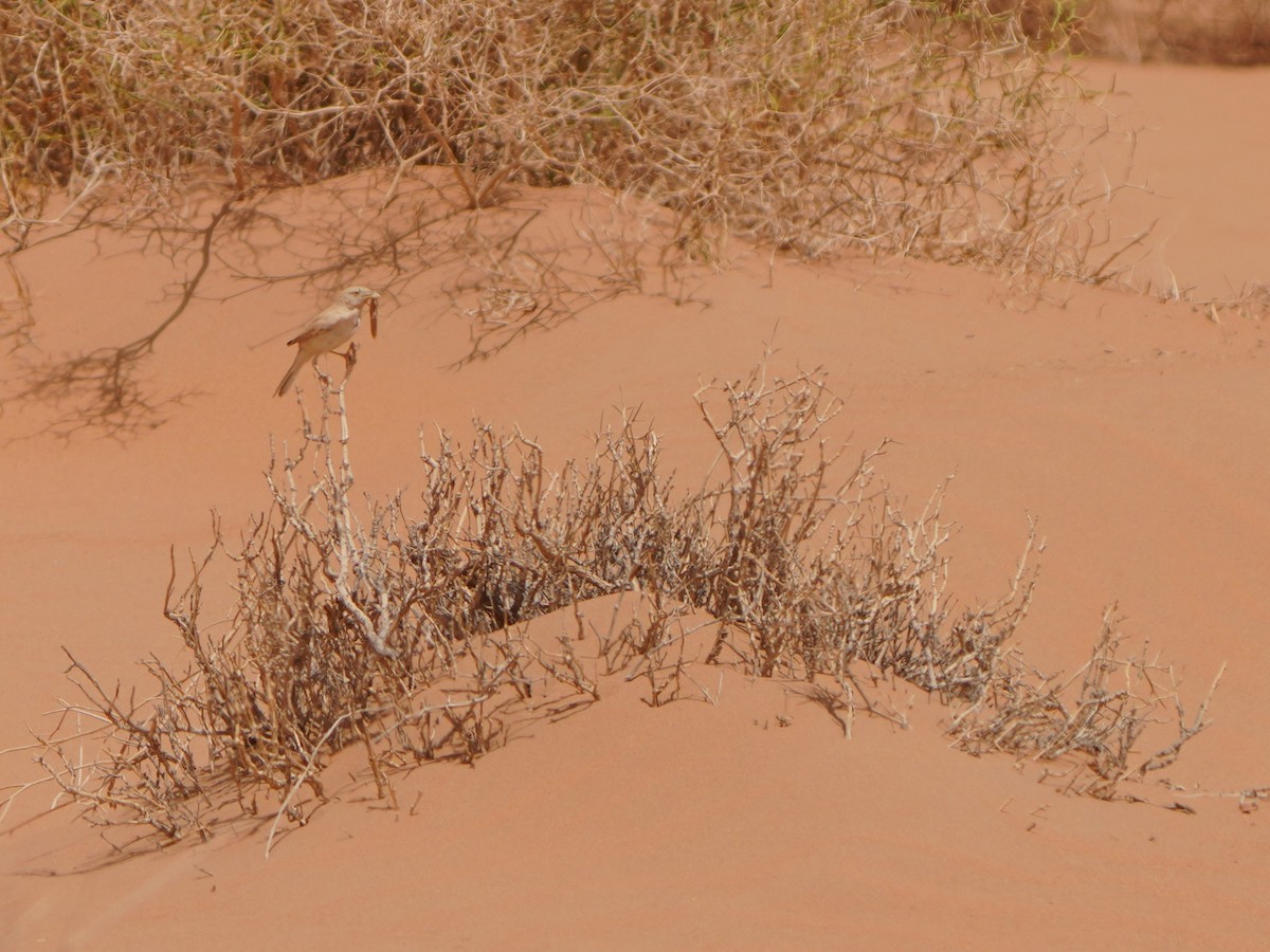 African Desert Warbler - ML617929588