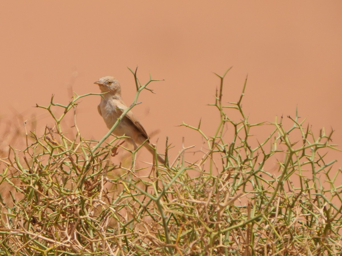 African Desert Warbler - ML617929589