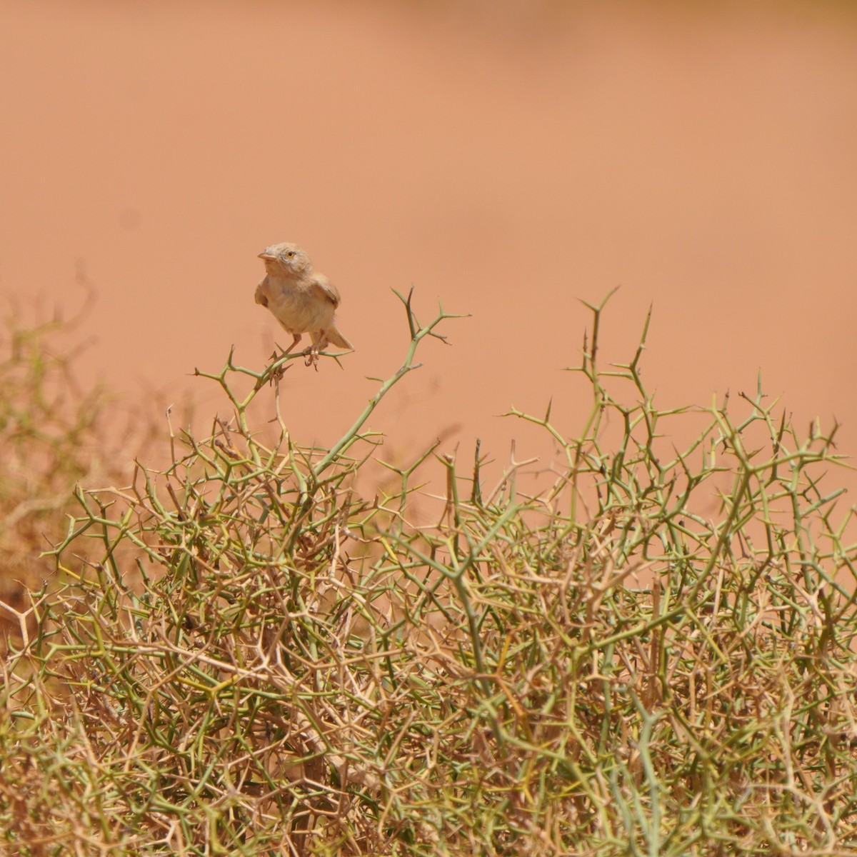 African Desert Warbler - Jörg Albert