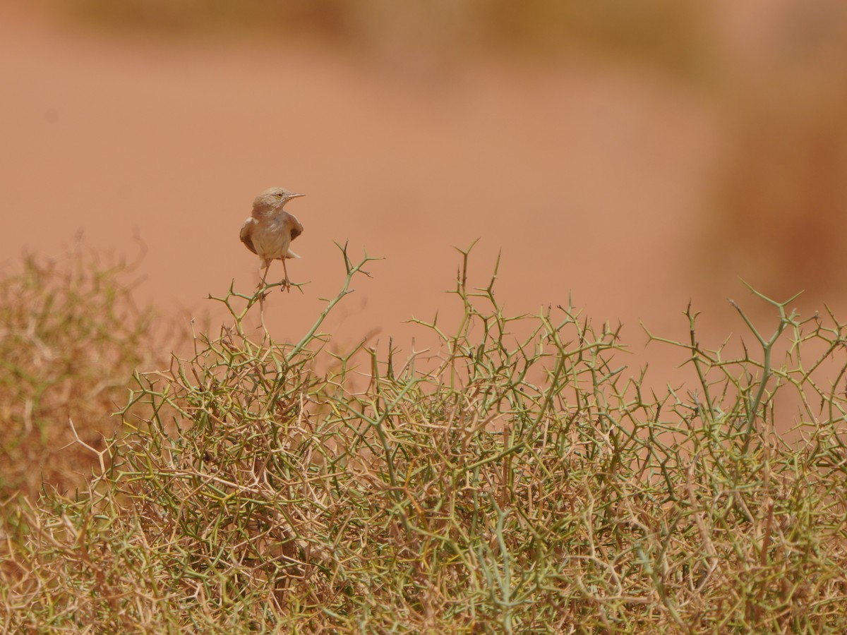 African Desert Warbler - Jörg Albert