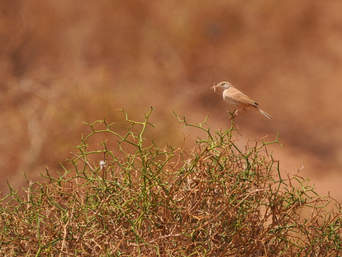 African Desert Warbler - ML617929596