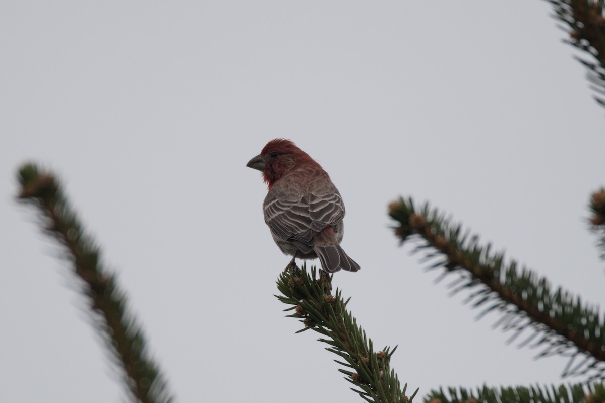 House Finch - C  Thorn