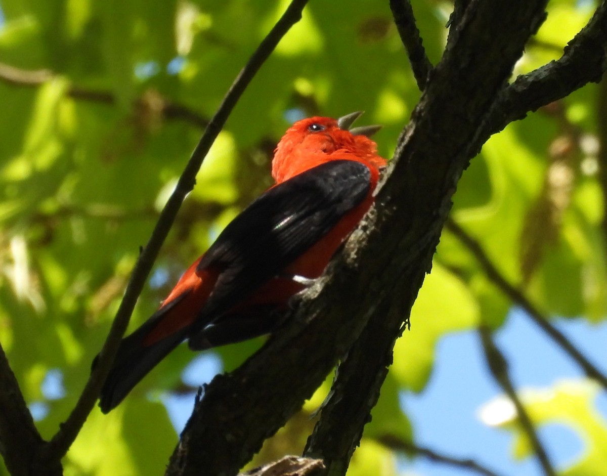 Scarlet Tanager - ML617929604