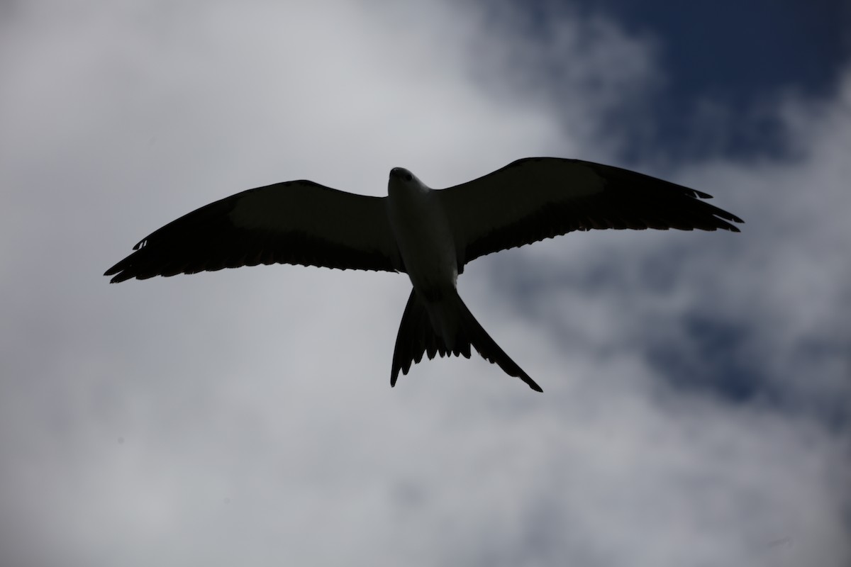 Swallow-tailed Kite - Jeff Sexton