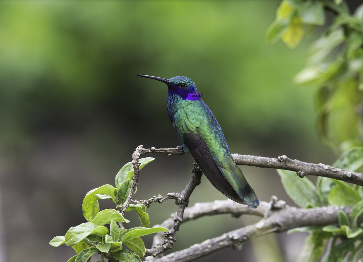 kolibřík modrolící - ML617929615