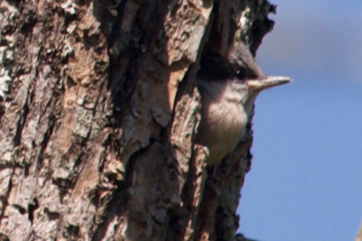Brown-headed Nuthatch - ML617929691