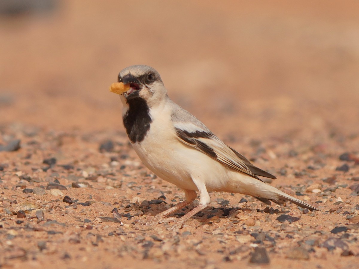 Desert Sparrow - ML617929741