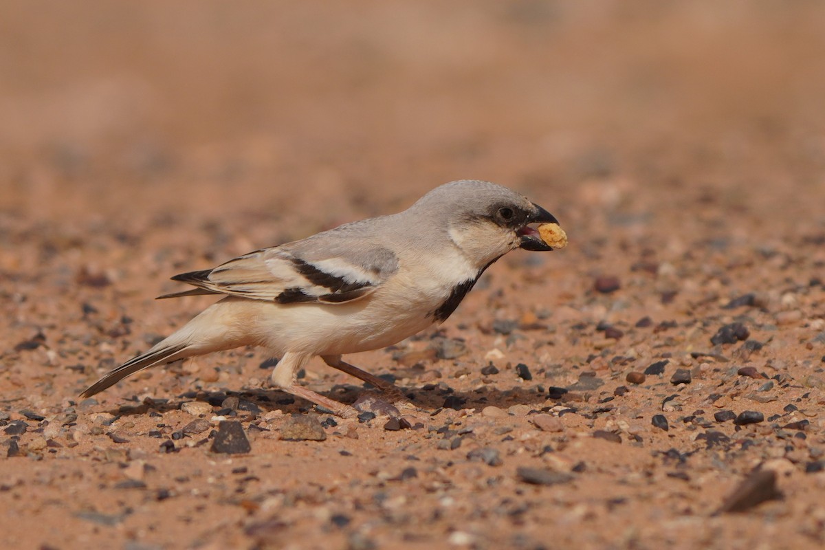 Desert Sparrow - ML617929742