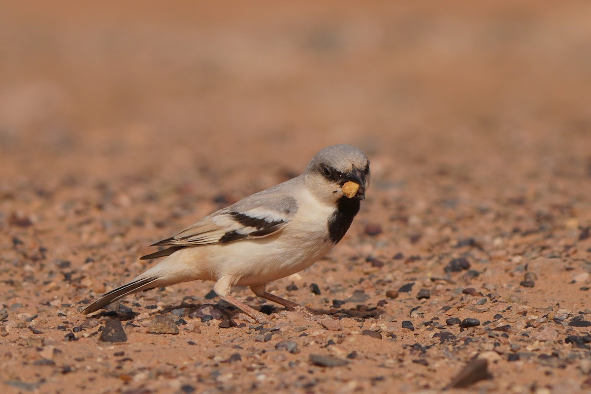 Desert Sparrow - ML617929743