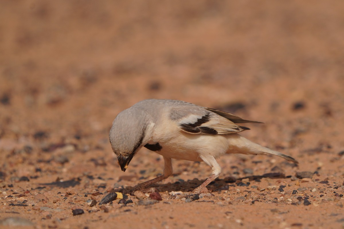 Desert Sparrow - ML617929747