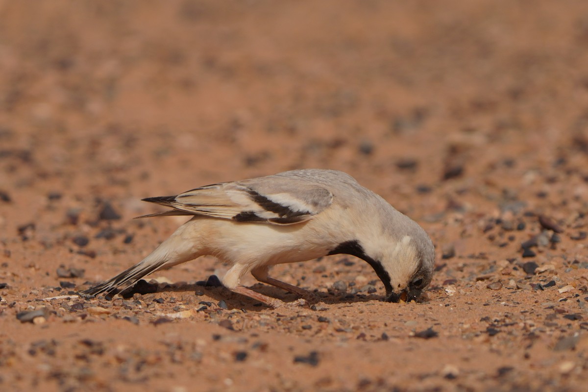 Desert Sparrow - ML617929748