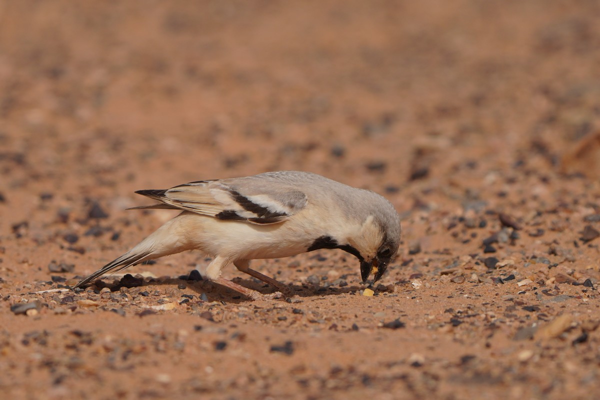Desert Sparrow - ML617929749