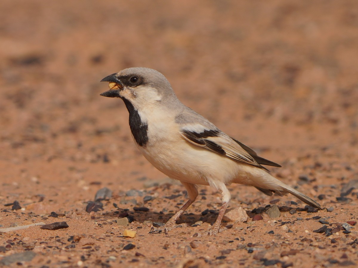 Desert Sparrow - ML617929753