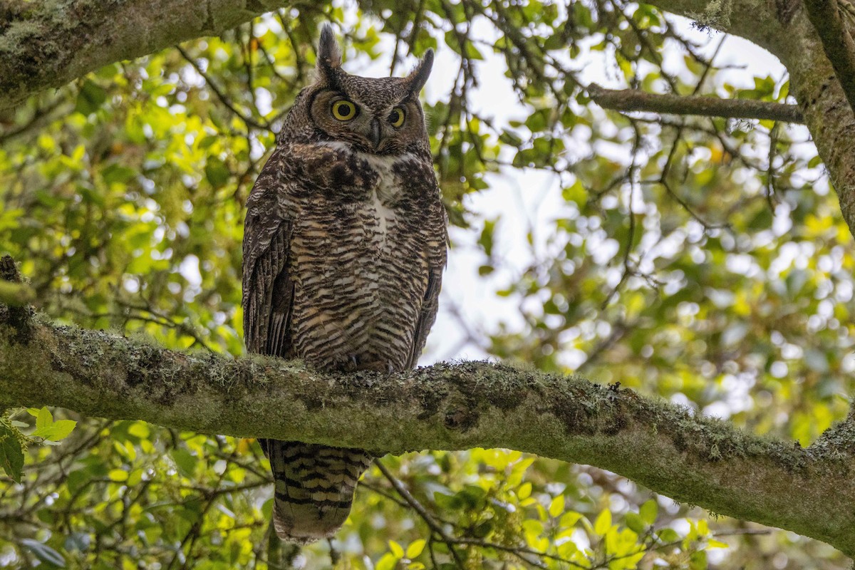 Great Horned Owl - Anna Klafter