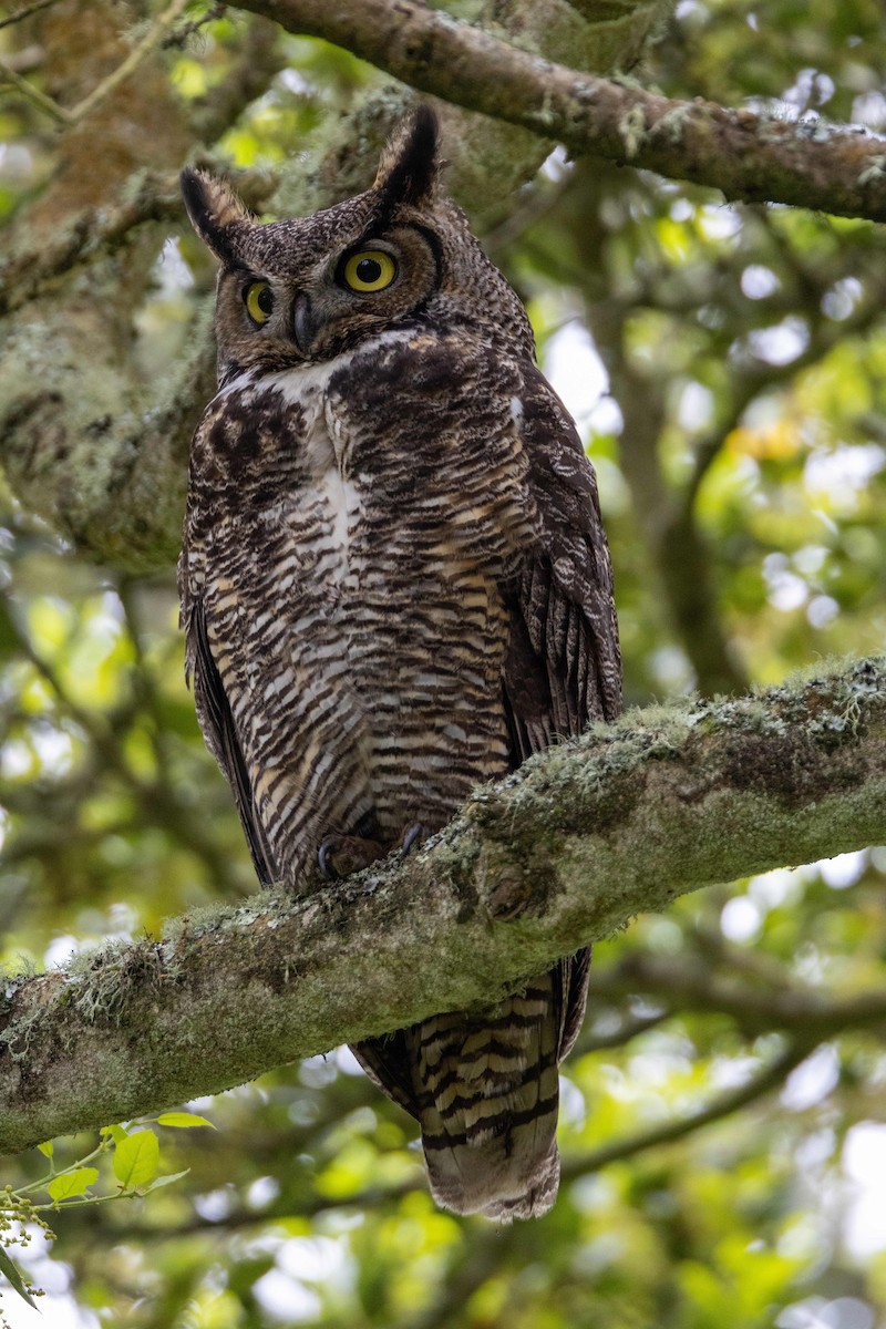 Great Horned Owl - Anna Klafter