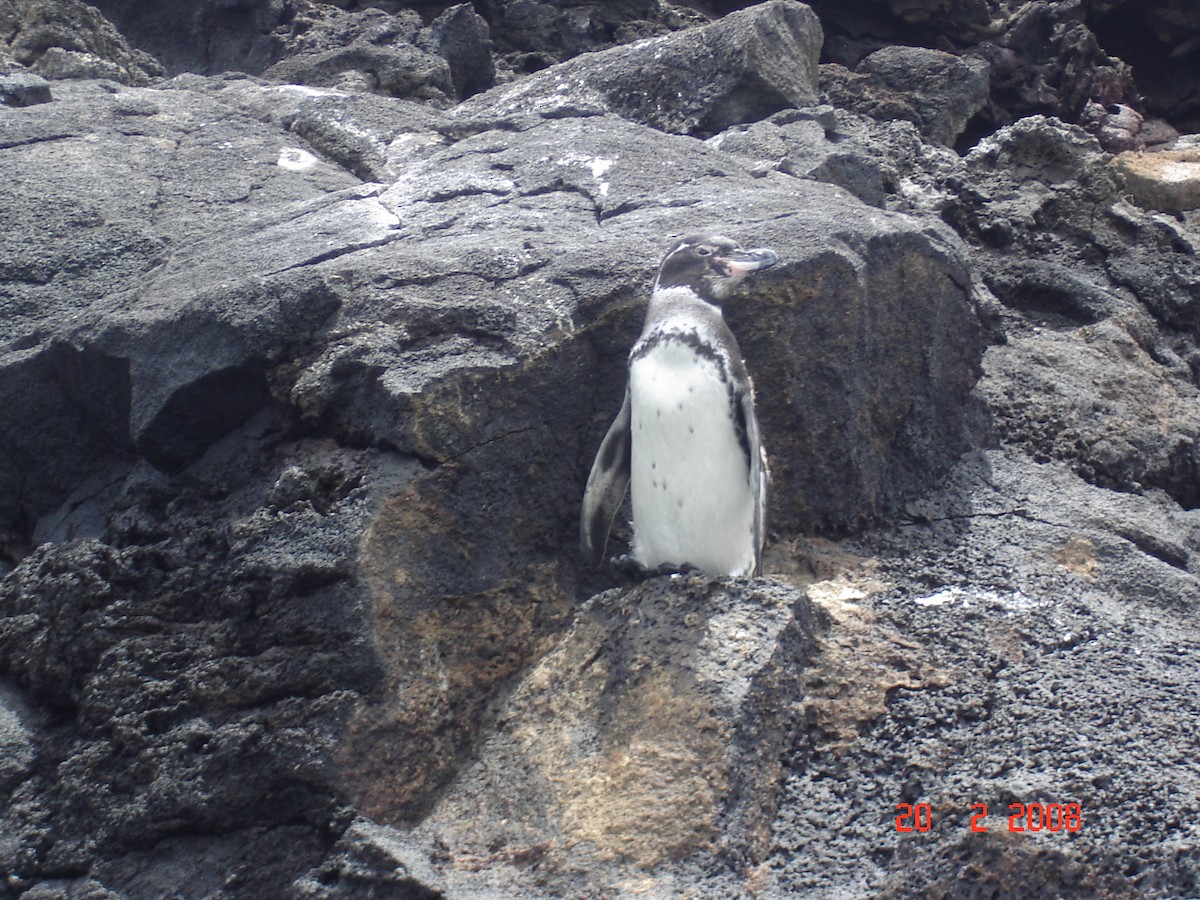 Galapagos Penguin - Marco Costa