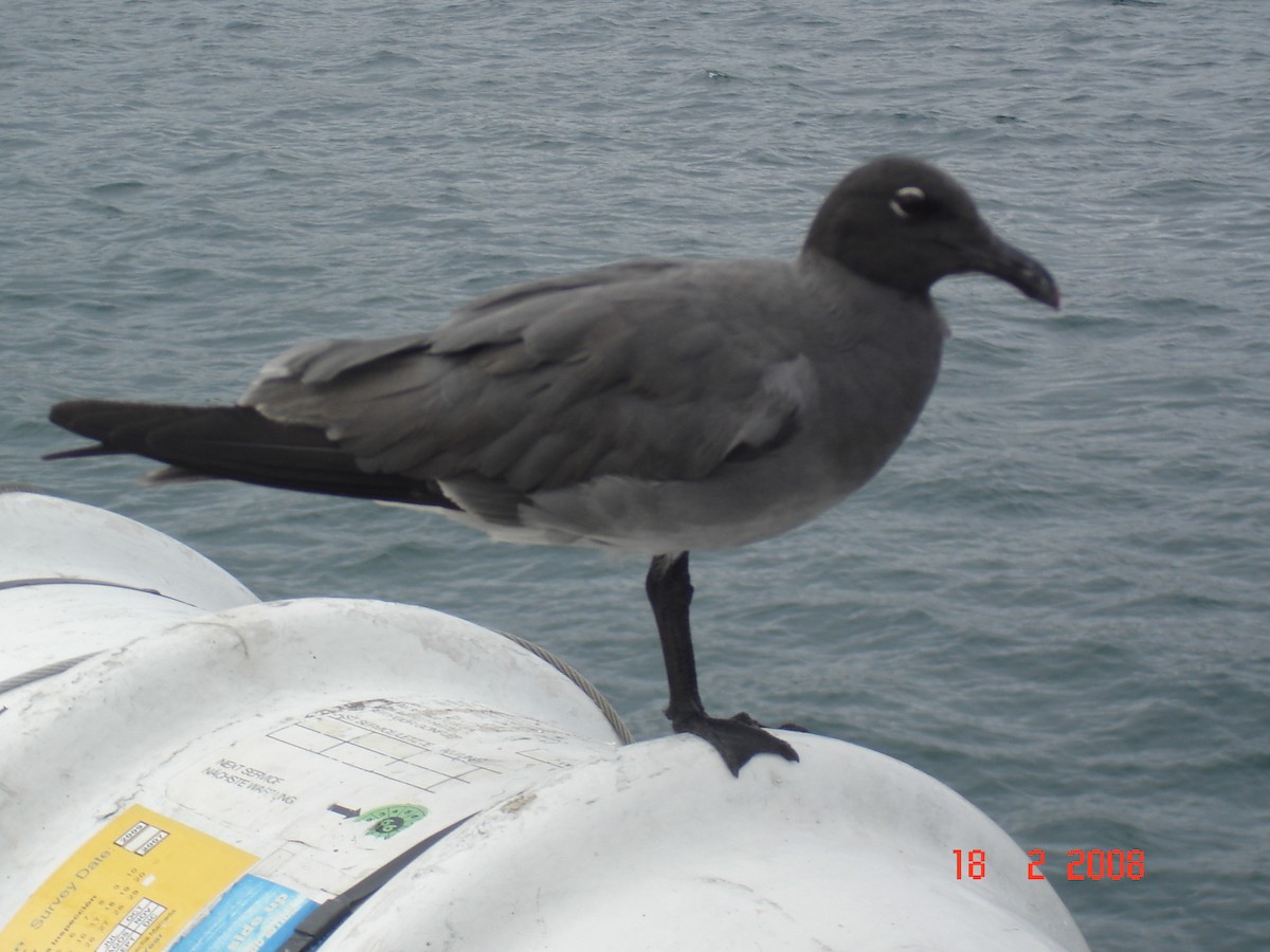 Mouette obscure - ML617929858