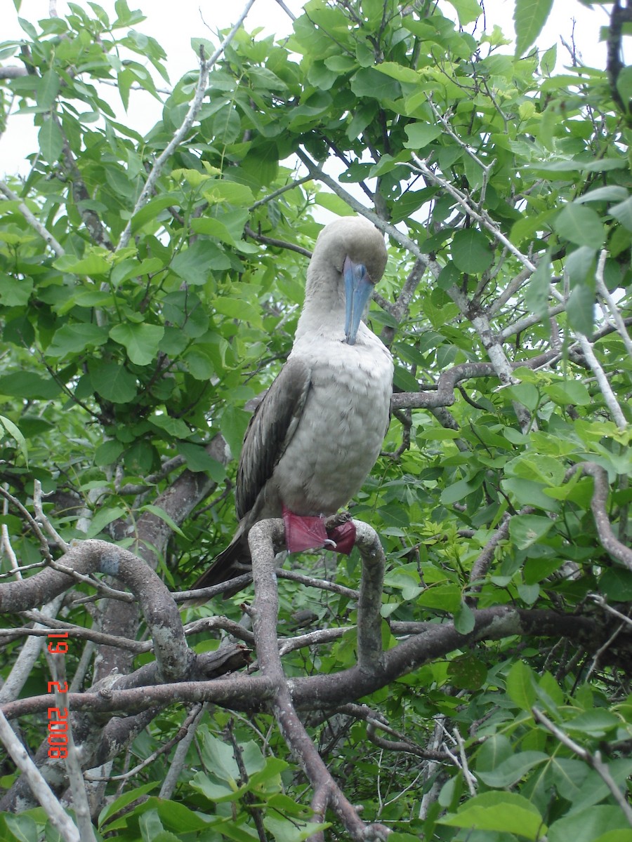 Red-footed Booby - Marco Costa