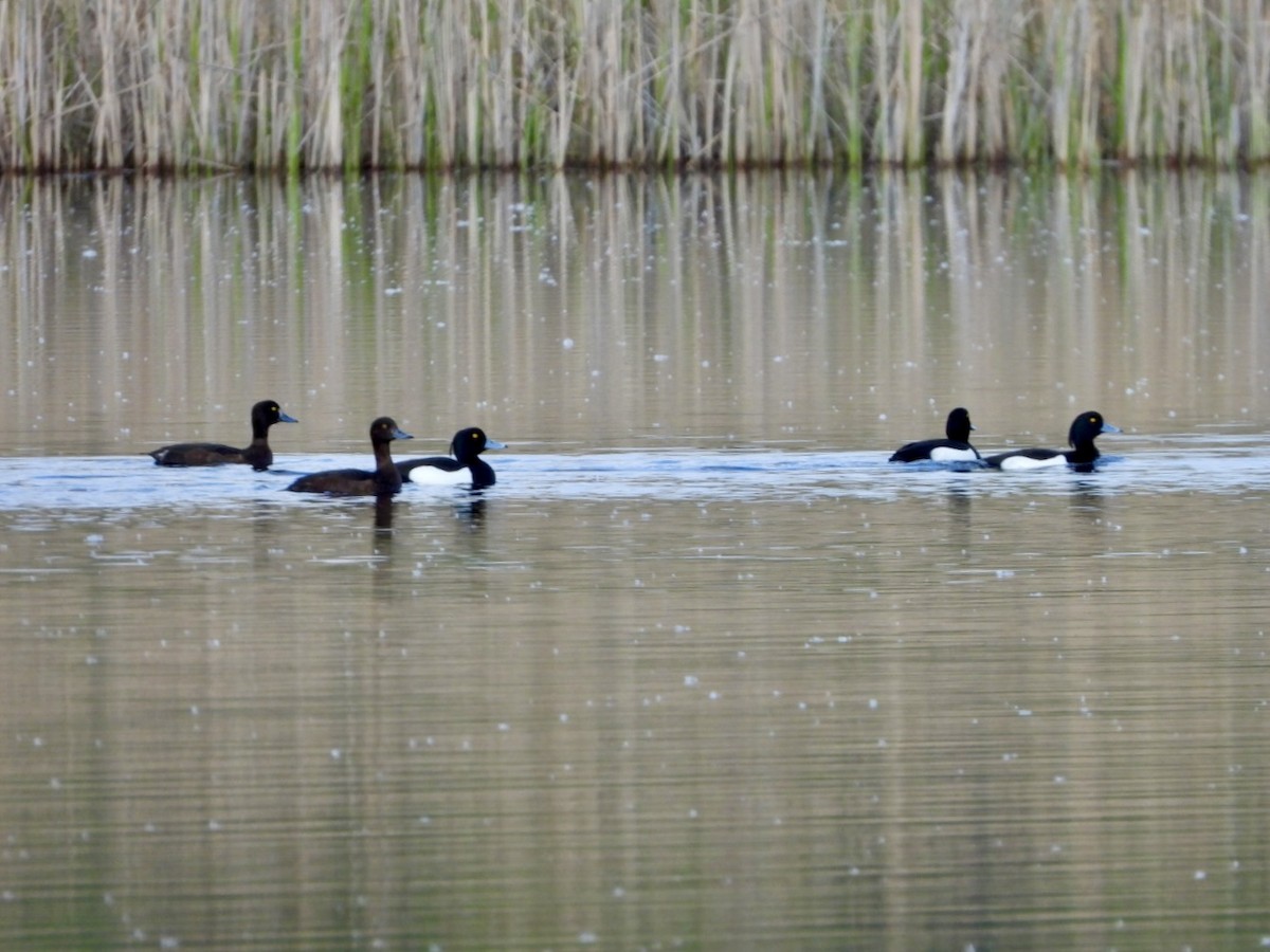 Tufted Duck - ML617929895