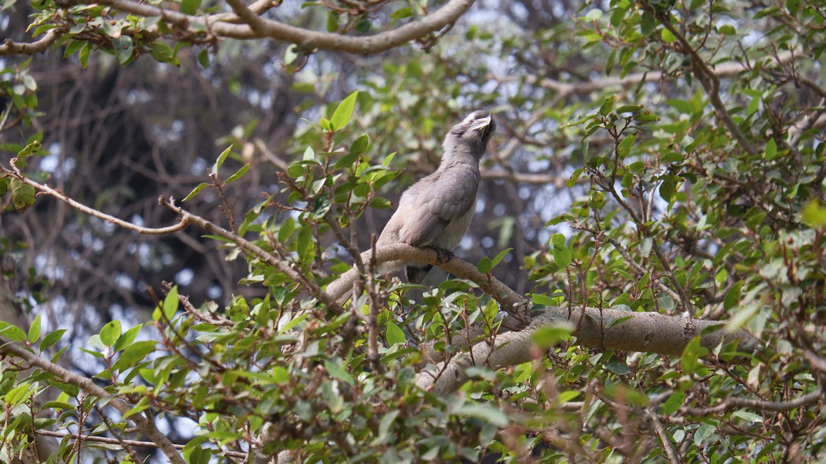 Indian Gray Hornbill - ML617929899