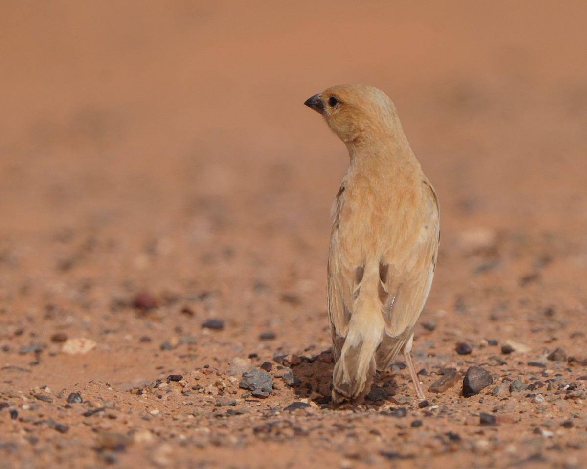 Desert Sparrow - ML617929912