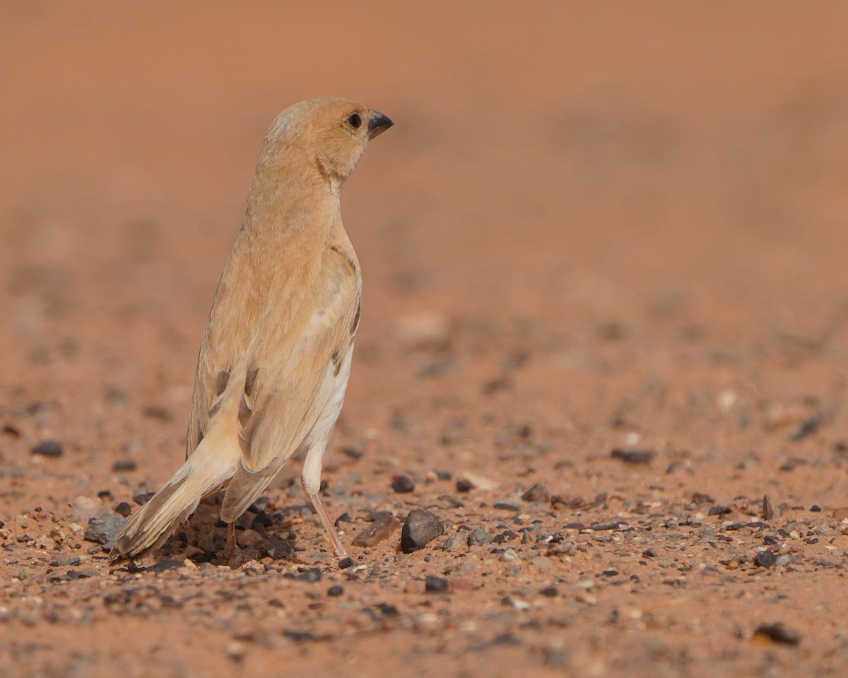 Desert Sparrow - ML617929913