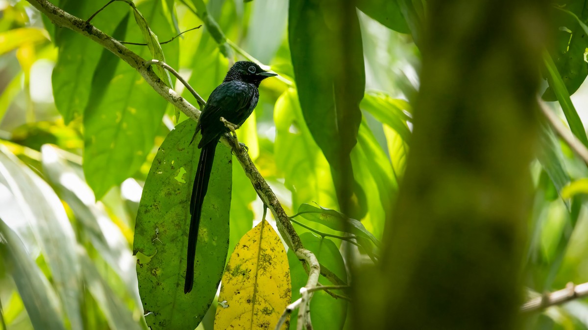 Sao Tome Paradise-Flycatcher - Michael Riffel