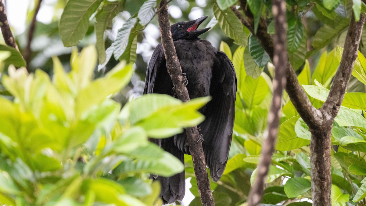 New Caledonian Crow - ML617930001