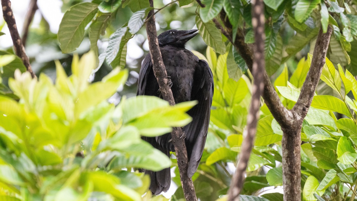 New Caledonian Crow - ML617930004