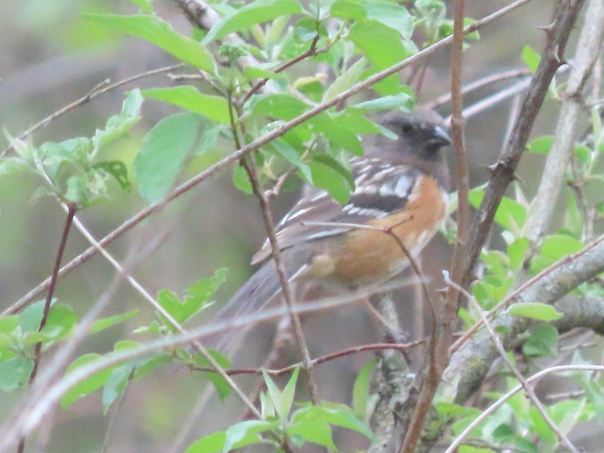 Spotted Towhee - Dick Zerger