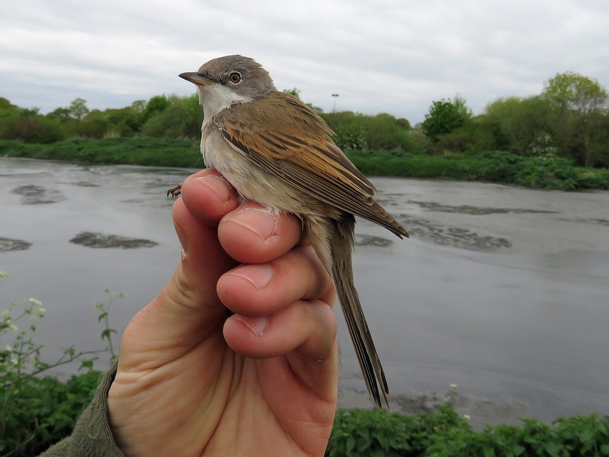 Greater Whitethroat - David Campbell