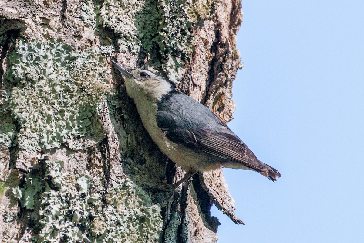 White-breasted Nuthatch - ML617930080