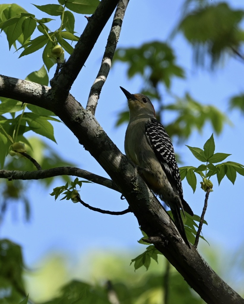 Red-bellied Woodpecker - ML617930083